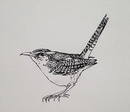 Wren image