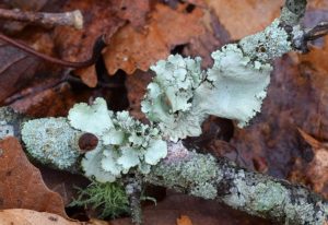 lichens-on-forest-floor-2176613_640
