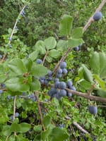 sassafras