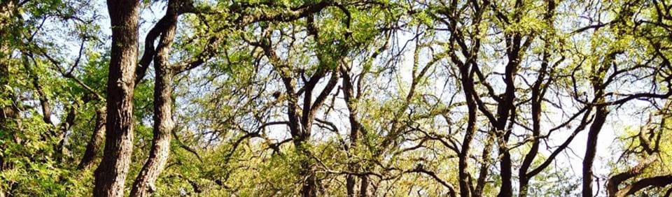 Tejas Web news