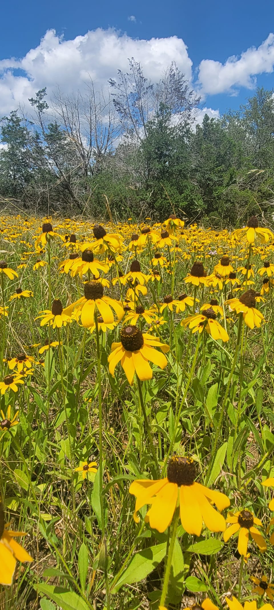 Dandelion Gathering  reminder